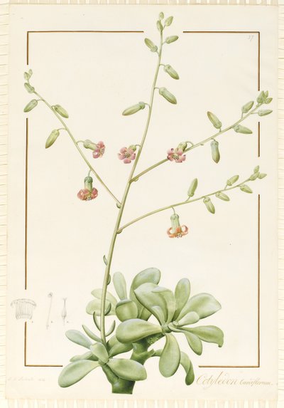 Cotyledon Cardiflorum, 1813 von Pierre Joseph Redouté